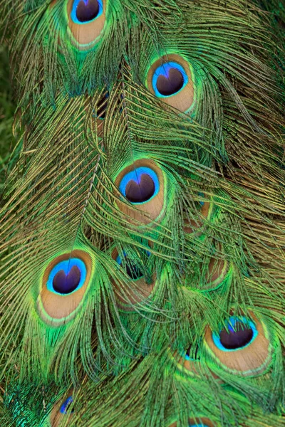 Macro Photo Colorful Peacock Tail Feathers Close Top View Peacock — Stock Photo, Image