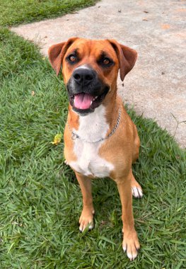 Bahçedeki çimlerin üzerinde oturan mutlu ve gülümseyen köpek. Dili zincirli, mutlu, gülen bir köpek. Bahçedeki çimenlerde oturuyor..