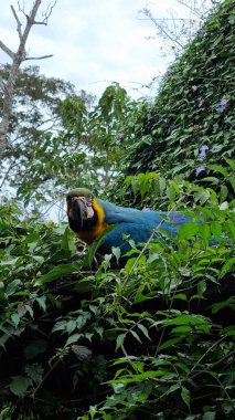 Bir kuş vuruşu. Papağan mavisi, sarı ve yeşil bitki örtüsü merakla vahşi yaşam pantanalini bekliyor..