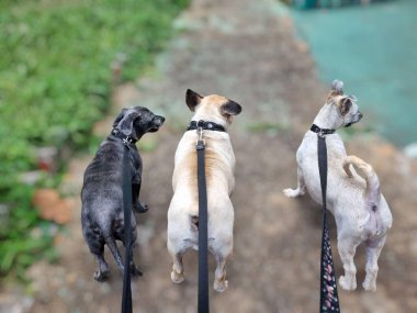 Kafası bulanık bir arka plana yaslanmış meraklı siyah beyaz bir köpeğe yakın plan, köpeğin dışa dönük gözlerini ve kırışık yüzünü gösteriyor..