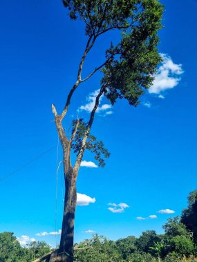 Narin açık mavi Plumbago çiçeklerinin yakın çekimi yemyeşil yaprakların arasında çiçek açıyor, doğanın canlı renklerini ve huzurlu güzelliğini sergiliyor.
