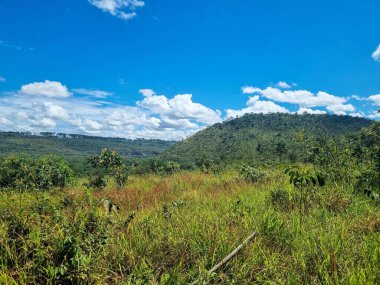 Narin açık mavi Plumbago çiçeklerinin yakın çekimi yemyeşil yaprakların arasında çiçek açıyor, doğanın canlı renklerini ve huzurlu güzelliğini sergiliyor.