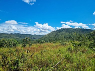Narin açık mavi Plumbago çiçeklerinin yakın çekimi yemyeşil yaprakların arasında çiçek açıyor, doğanın canlı renklerini ve huzurlu güzelliğini sergiliyor.