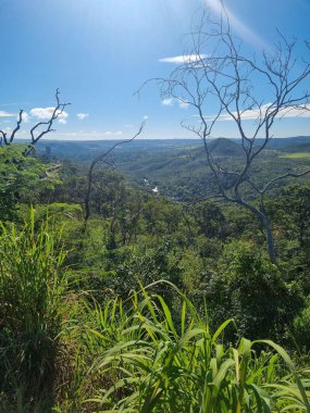 Narin açık mavi Plumbago çiçeklerinin yakın çekimi yemyeşil yaprakların arasında çiçek açıyor, doğanın canlı renklerini ve huzurlu güzelliğini sergiliyor.