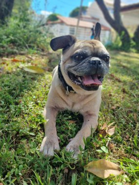 Kafası bulanık bir arka plana yaslanmış meraklı siyah beyaz bir köpeğe yakın plan, köpeğin dışa dönük gözlerini ve kırışık yüzünü gösteriyor..