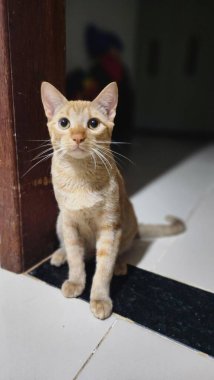 Sevimli bir turuncu kedi bir sütunun yanında oturur, yumuşak ışığı yakalar. Meraklı ve anlamlı bakışları kedinin oyuncu ve büyüleyici kişiliğini yansıtır. Bulanık arka plan huzurlu ve rahat sahneyi tamamlıyor..