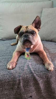 Koyu gri bir battaniyenin üzerinde sakin ve meraklı bir ifadeyle güzel bir köpek uzanır. Kürkü karamel renginde ve renkli bir yaka takıyor. Modern, rahat ortam konfor ve sükunet katıyor..