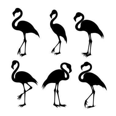 Flamingo isolated. Exotic bird. Silhouette flamingo
