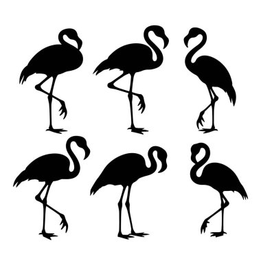 Flamingo isolated. Exotic bird. Silhouette flamingo