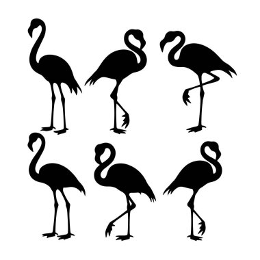 Flamingo isolated. Exotic bird. Silhouette flamingo