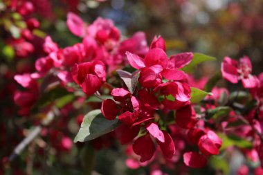 Baharın Sakura Çiçekleri. Yüksek kalite fotoğraf