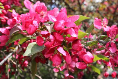 Baharın Sakura Çiçekleri. Yüksek kalite fotoğraf