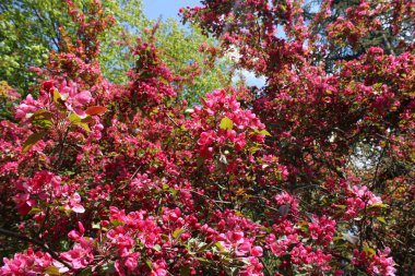 Baharın Sakura Çiçekleri. Yüksek kalite fotoğraf