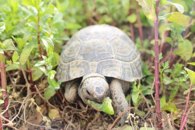 Üç bacaklı kaplumbağa bahçede yemek yiyor. Yüksek kalite fotoğraf