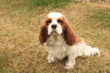 Bahçedeki şirin köpek yavrusu. Yüksek kalite fotoğraf