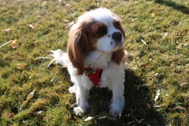 Bahçedeki şirin köpek yavrusu. Yüksek kalite fotoğraf