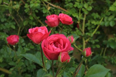 Gün Işığında Çiçek açan bahar gülleri. Yüksek kalite fotoğraf