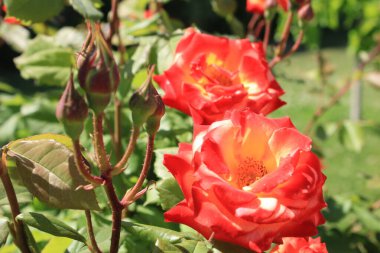 Gün Işığında Çiçek açan bahar gülleri. Yüksek kalite fotoğraf