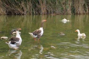 Kazlar gölde yüzüyor. Yüksek kalite fotoğraf