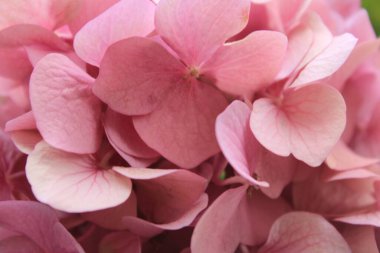 Çiçek açan pembe ortanca çiçeği. Yüksek kalite fotoğraf