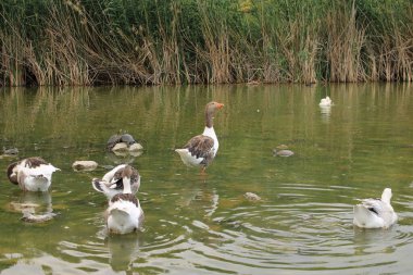 Kazlar gölde yüzüyor. Yüksek kalite fotoğraf