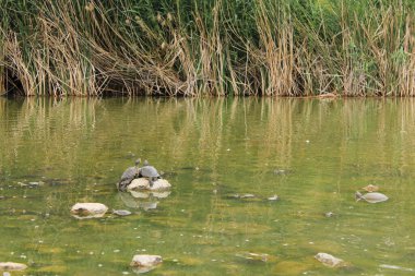 Parkta güneşlenen tatlı su kaplumbağası. Yüksek kalite fotoğraf