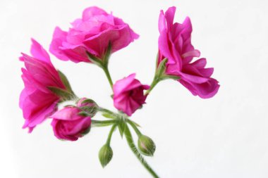 Bahçede çiçek açan renkli çiçekler var. Yüksek kalite fotoğraf