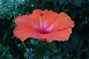 Bahçede çiçek açan renkli çiçekler var. Yüksek kalite fotoğraf