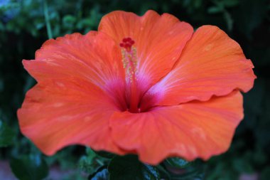 Bahçede çiçek açan renkli çiçekler var. Yüksek kalite fotoğraf