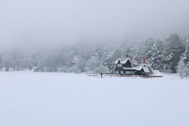 Karlı Çam ağaçlarının muhteşem manzarası. Yüksek kalite fotoğraf