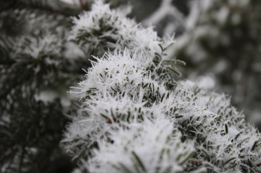 Karlı Çam ağaçlarının muhteşem manzarası. Yüksek kalite fotoğraf