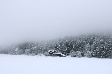 Karlı Çam ağaçlarının muhteşem manzarası. Yüksek kalite fotoğraf
