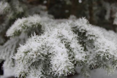 Karlı Çam ağaçlarının muhteşem manzarası. Yüksek kalite fotoğraf