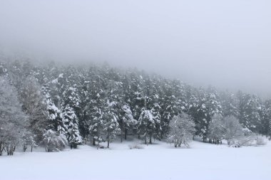 Karlı Çam ağaçlarının muhteşem manzarası. Yüksek kalite fotoğraf