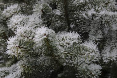 Karlı Çam ağaçlarının muhteşem manzarası. Yüksek kalite fotoğraf