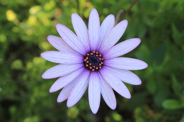 Nisan 'ın Muhteşem Çiçeği' ni. Yüksek kalite fotoğraf