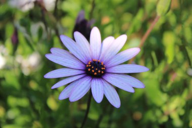 Nisan 'ın Muhteşem Çiçeği' ni. Yüksek kalite fotoğraf