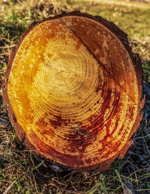 Bahçedeki yaşlı kütük.