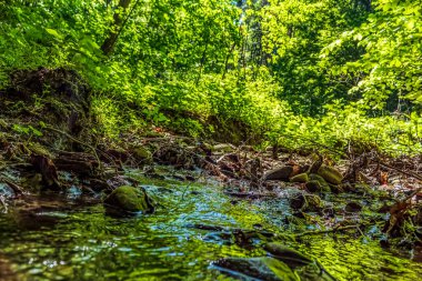 Yazın güzel nehir ve yeşil orman