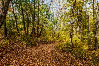 Sonbahar orman manzarası. Renkli sonbahar yaprakları.