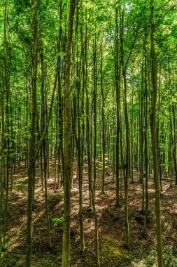 Ağaçlı yeşil orman