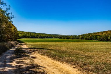 Kırsal kesimdeki ağaçların arasında güzel bir yol.