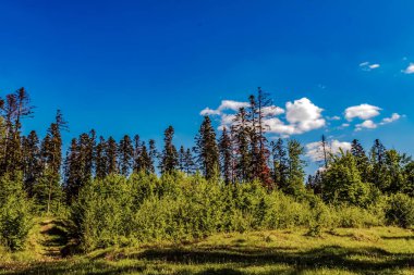 Yeşil orman ve mavi gökyüzü ile güzel bir yaz manzarası
