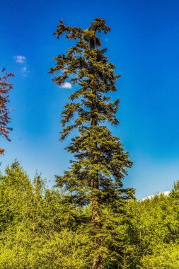 Mavi gökyüzü ile yeşil çam ağacı