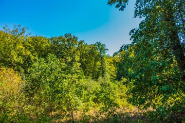 Yazın güneşli bir günde orman