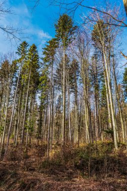 Güzel kış ormanı Uzun ağaçlarla