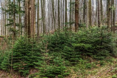 Dağlardaki bahar ormanı