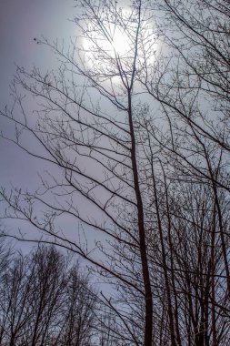 Ormandaki ağaç dalları