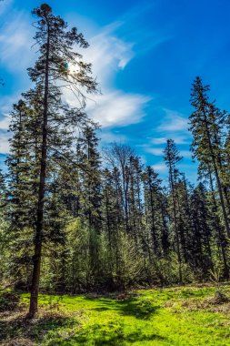 Ormanın güzel manzarası