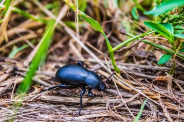 Yeşil çimenlikteki böcek. Fotoğrafı kapat